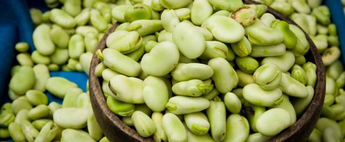 Ficha de costo: Haba, región Metropolitana