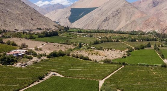 El pisco chileno avanza hacia el reconocimiento mundial: se aprueba su inclusión en la Lista Tentativa de UNESCO