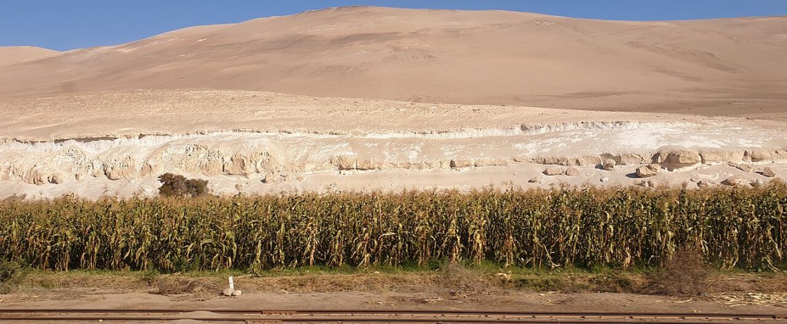 Ficha de costo: Maíz LLuteño, región de Arica y Parinacota (CFT Estatal)