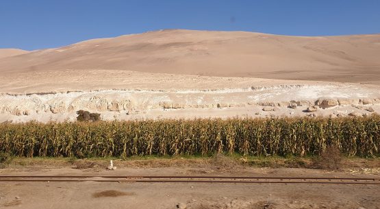 Ficha de costo: Maíz LLuteño, región de Arica y Parinacota (CFT Estatal)