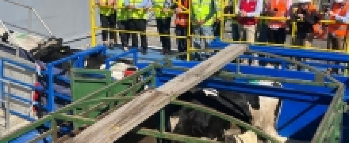 SAG Biobío certifica embarque de 2.500 vaquillas en pie con destino a Malasia