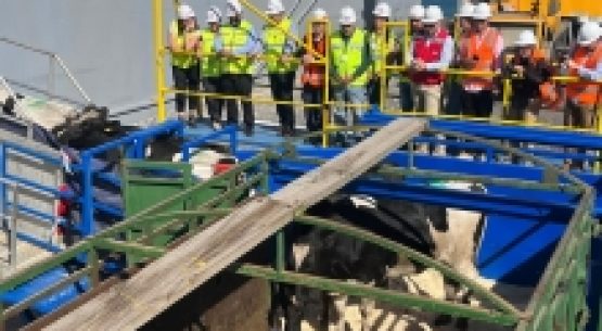 SAG Biobío certifica embarque de 2.500 vaquillas en pie con destino a Malasia