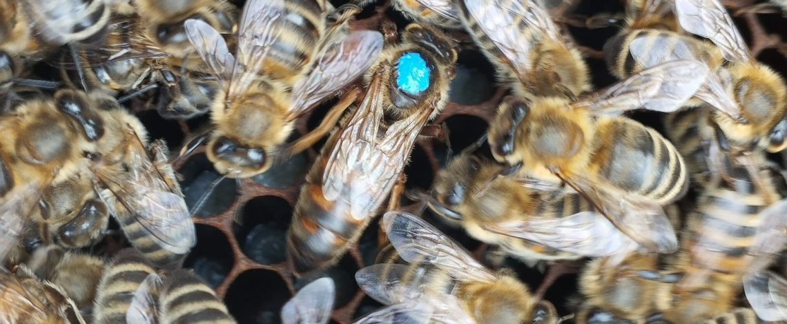 Chile realizó el primer envío de abejas reina a Centro América