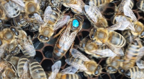 Chile realizó el primer envío de abejas reina a Centro América