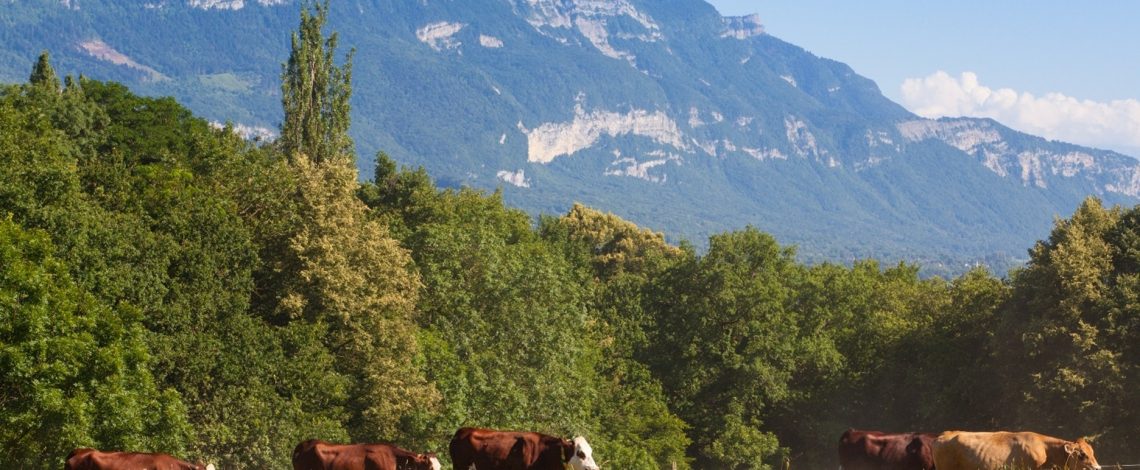 Praderas y Ganadería: Relación clave para una Producción Sustentable