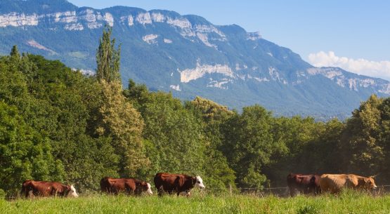 Praderas y Ganadería: Relación clave para una Producción Sustentable