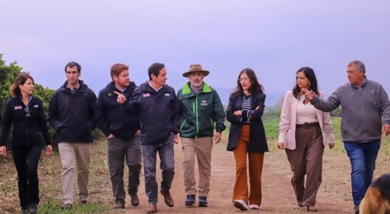 Gobierno y sector frutícola detallan alcances de la apertura del mercado mexicano a las naranjas chilenas