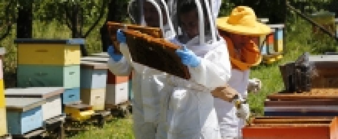 SAG llama a apicultores/as a declarar sus apiarios y colmenas en octubre