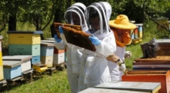 SAG llama a apicultores/as a declarar sus apiarios y colmenas en octubre