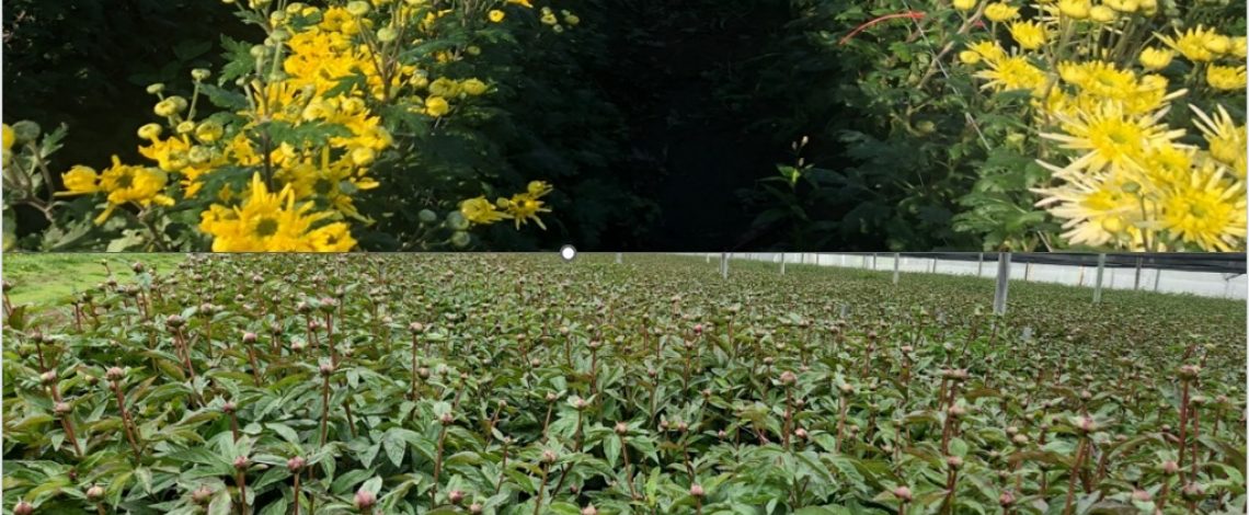 Análisis del Subsector Flores de corte, período 2014-2024