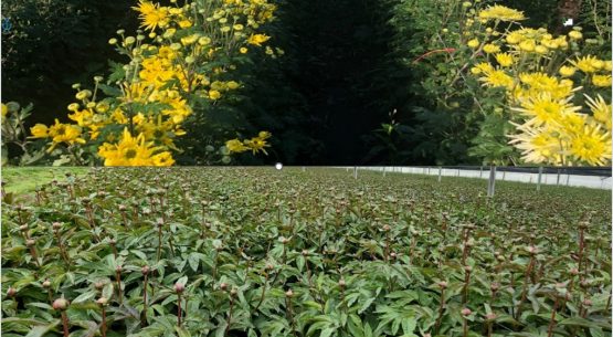 Análisis del Subsector Flores de corte, período 2014-2024