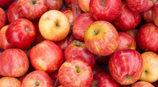 Chile y Brasil ponen en marcha la certificación electrónica para la exportación e importación de productos agrícolas y forestales