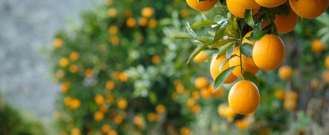 Ministra de Agricultura destaca que paltas, kiwis, naranjas y carnes chilenas vuelven a ingresar a EE.UU. con arancel cero