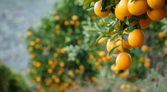 Ministra de Agricultura destaca que paltas, kiwis, naranjas y carnes chilenas vuelven a ingresar a EE.UU. con arancel cero