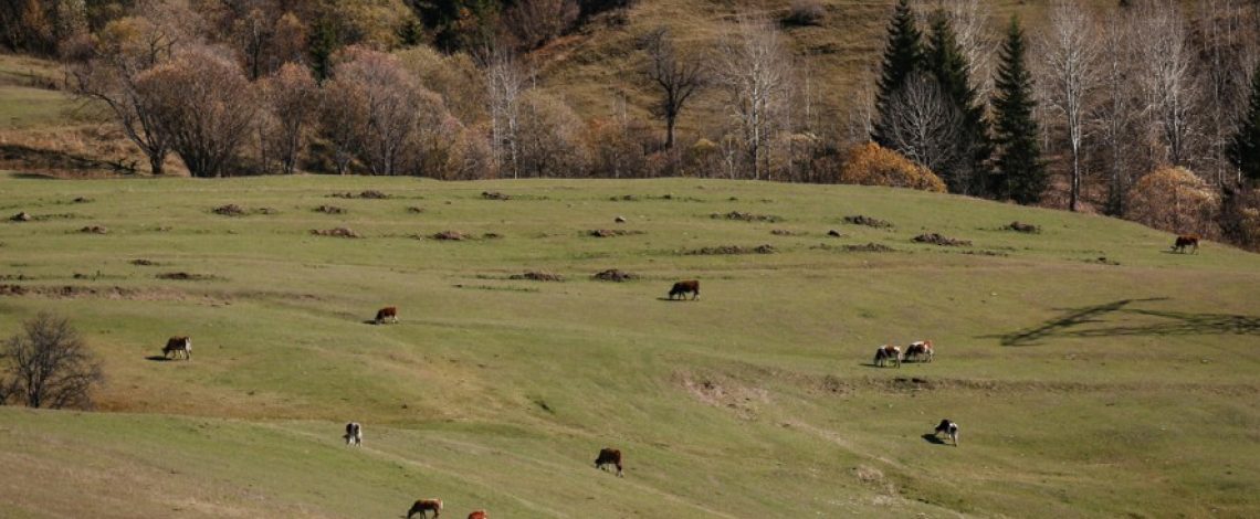 Productos libres de deforestación: Chile refuerza su preparación con apoyo europeo