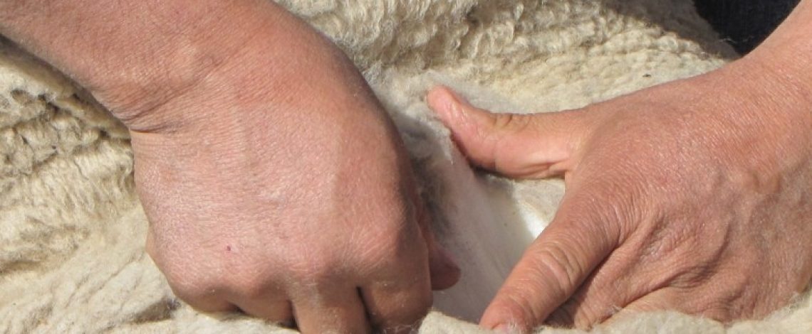 Chile amplía su presencia internacional: India autoriza importación de lana chilena