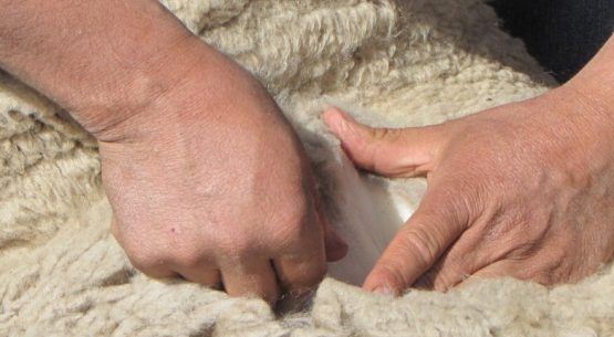 Chile amplía su presencia internacional: India autoriza importación de lana chilena