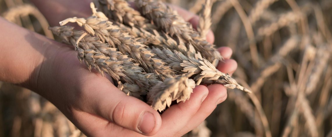 Análisis de género de los datos del VIII Censo Nacional Agropecuario y Forestal 2021