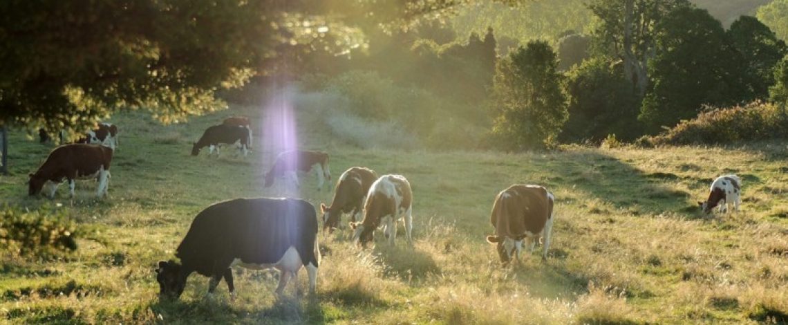 Ante la inminente ampliación del plazo, Chile sigue preparándose para la ley de deforestación en la UE