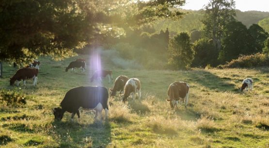 Ante la inminente ampliación del plazo, Chile sigue preparándose para la ley de deforestación en la UE