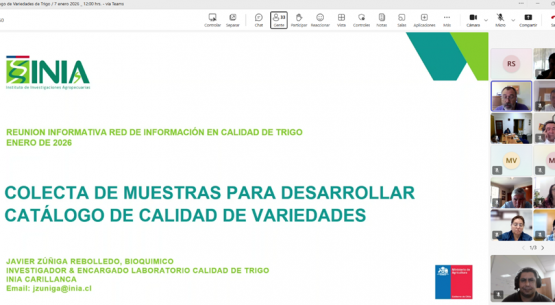 Odepa e INIA trabajan en Catálogo de Variedades de Trigo 2026