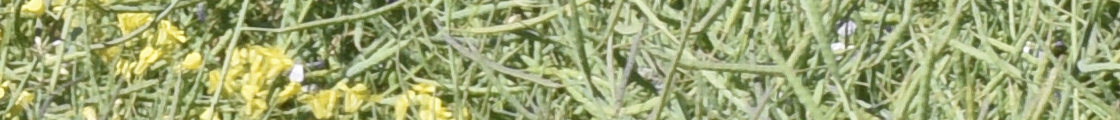 cabeceraENA