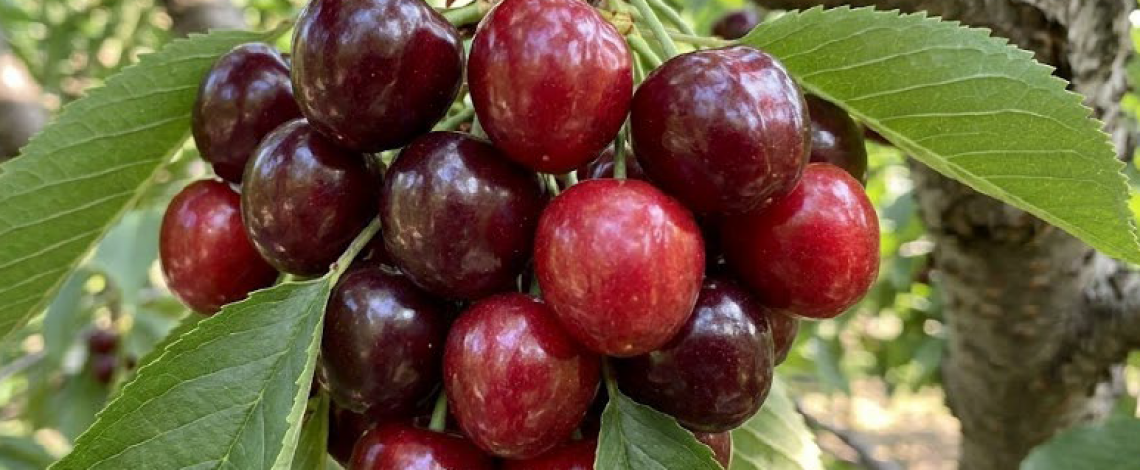 Evolución del cultivo del cerezo en Chile: cambios varietales, tecnológicos y territoriales