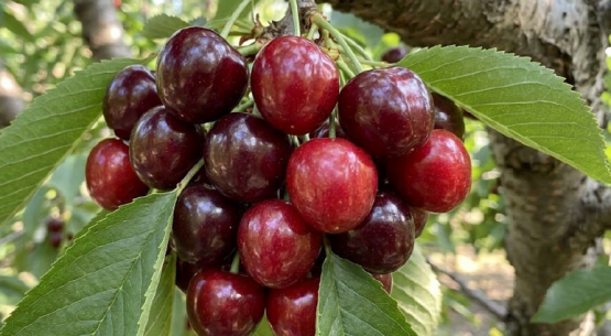 Evolución del cultivo del cerezo en Chile: cambios varietales, tecnológicos y territoriales