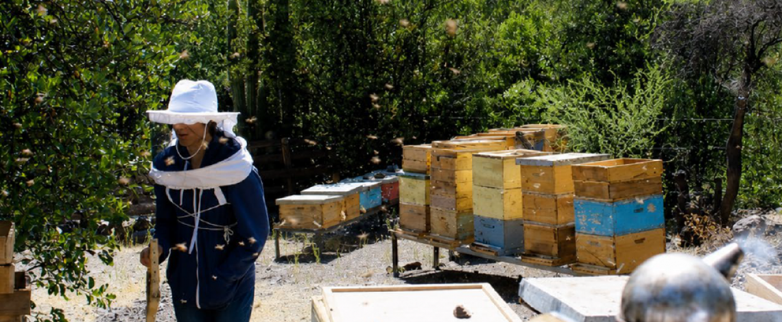 Cifras apícolas nacionales desde los registros administrativos del Sistema de Información Pecuaria (SIPEC)
